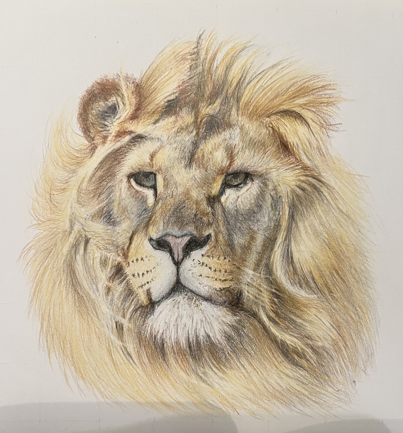 tekening van een leeuw